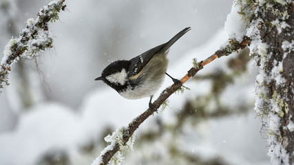 Coal tit (Periparus ater)  in winter