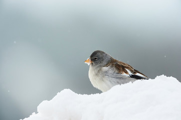 White winged snowfinch