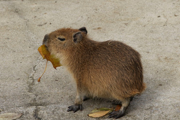 Bébé capybara