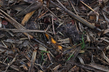 maisleichen 2