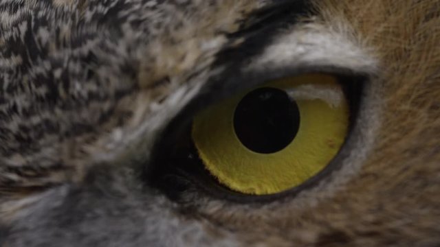 Horned owl macro of eye close up with feathers 