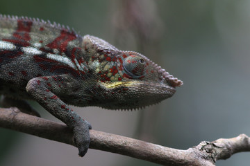 Portraits de caméléon