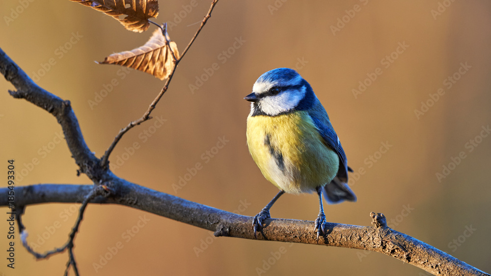 Sticker Eurasian blue tit