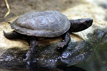 Tortue cistude