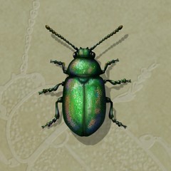 Green Dock Beetle hand-drawn illustration on embossed background