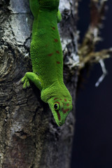 Portrait de Gekko de Madagascar