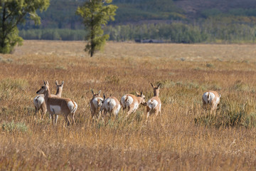 Naklejka na ściany i meble Pronghorn antelope in the Fall rut