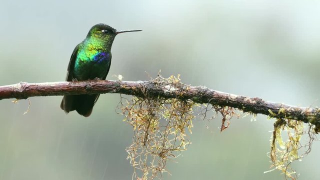 Fiery-throated hummingbird on a branch in the cloud forest of Costa Rica