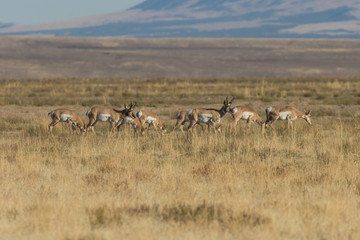 Fototapeta na wymiar Pronghorn antelope in the Fall rut