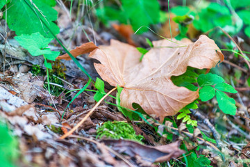 Brown leaf in the woods