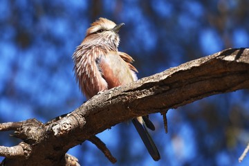 Stichelracke (Coracias naevia) am Waterberg in Namibia