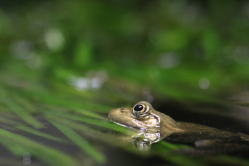 Grenouille Crapaud dans une mare