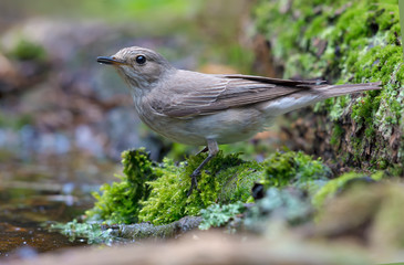 Spotted flycatcher in very wet and mossy conditions near a water pond in forest