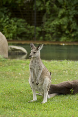 Naklejka na ściany i meble Eastern Gray Kangaroo near River