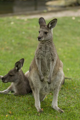 Naklejka na ściany i meble Eastern Gray Kangaroos