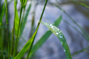 Filtered green grass after rain, healthy lifestyle bio ecology concept