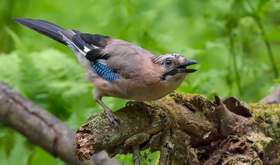 Eurasian Jay strange posing with open beak on old mossy stump
