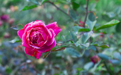 A Beautiful Single Red Rose On A Tree