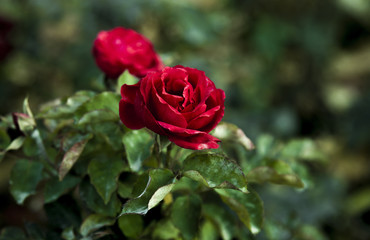 A Single Red Rose For Valentine's Day