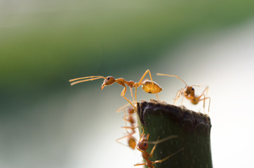 Red Ant on the Branch With blurred background