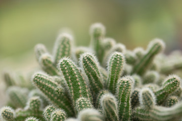 Cactus is the succulent plant with many different shapes, colors, variegated and beautiful flowers. Its native is in desert. People grow cactus for decorate in their garden, glasshouse or greenhouse