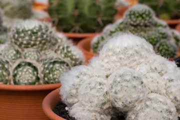 Cactus is the succulent plant with many different shapes, colors, variegated and beautiful flowers. Its native is in desert. People grow cactus for decorate in their garden, glasshouse or greenhouse