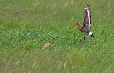 Black-tailed godwit landing in grassy field with lifted wings and lowered legs