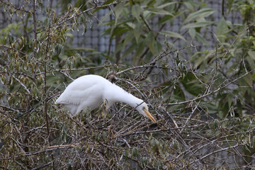 Aigrette blanche dans son nid - 185497366