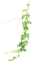 Wild morning glory leaves climbing on twisted jungle liana isolated on white background, clipping path included