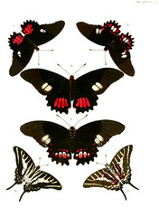 Butterflies