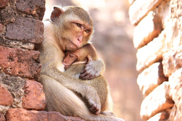 Mother Monkey Hug Baby - Powered by Adobe