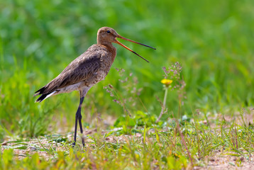 Black-tailed godwit shouts at open space in green meadows