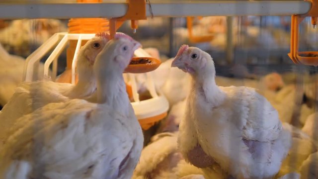Three broilers compete for a place at a nipple drinker. 