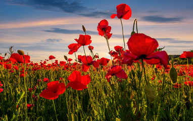 poppy flowers field in mountains. beautiful summer landscape at sunset