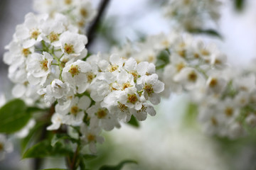 Bird cherry inflorescences./Small white flowers of a fragrant bird cherry are covered by water drops.