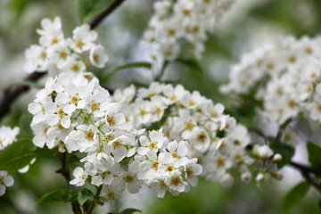 Obraz na płótnie Canvas Blossoming bird cherry./Small white flowers of a fragrant bird cherry are covered by water drops.