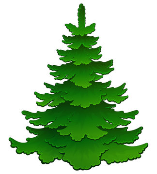 Cartoon young green spruce. Vector.