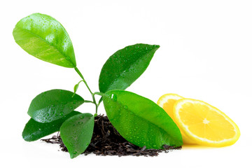 Fresh lemons with leaves isolated on the white background,