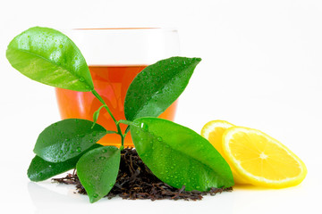 Fototapeta na wymiar Dry black tea leaves, lemon leafs, tea on glass isolated on white