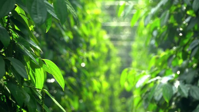 Unripe drupes of Black Pepper Piper nigrum 