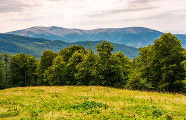 grassy meadow on forested hillside of Carpathians. lovely summer landscape in mountains. location near Svydovets mountain ridge, Ukraine