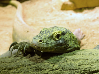 Naklejka na ściany i meble Komodo dragon, Varanus komodoensis, is the largest lizard