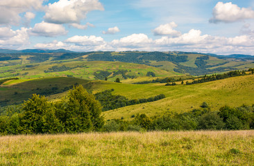 Fototapeta na wymiar agricultural fields on grassy hills in mountains. beautiful rural landscape of Carpathians