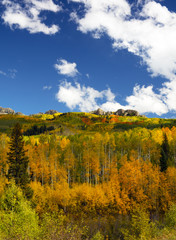 Autumn Fall colour of the Aspen trees Kebler Pass Colorado