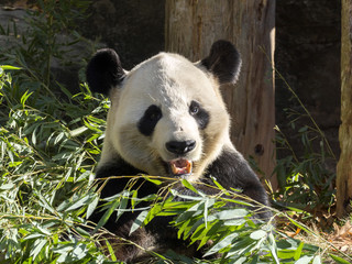 Adult Giant Panda, Ailuropoda melanoleuca, is fed bamboo