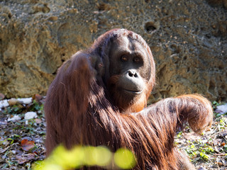 Adult female Sumatran Orangutan, Pongo abeli, looks around
