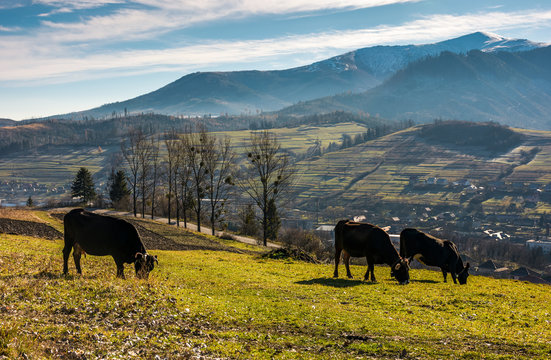 cow cattle grazing on a hillside. beautiful countryside scenery in mountainous area with snowy peaks