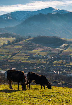 cow cattle grazing on a hillside. beautiful countryside scenery in mountainous area with snowy peaks
