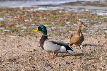 Naklejka na ściany i meble Mallard Duck on quay in winter. Mallard, eurasian wild duck, Anas platyrhynchos
