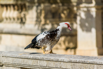 Canard musqué ou canard de barbarie.